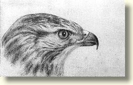 Karl Eckermann, Kopf eines Raubvogels