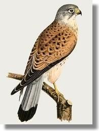 Turmfalke